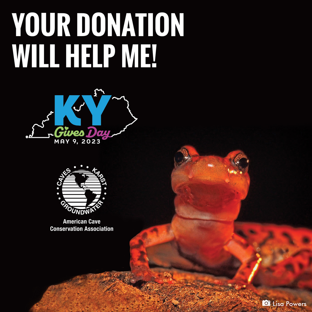 KY-Gives-23-Instagram-Post-Salamander