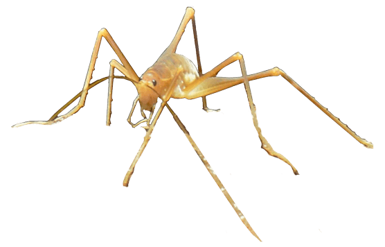 cave cricket cave cricket