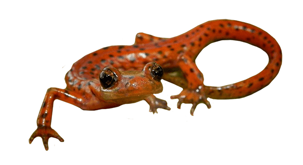 Eurycea lucifuga photo by Lisa Powers