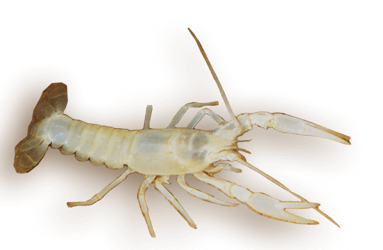 Blind Cave Crayfish