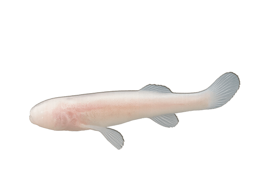 Blind Cave Fish