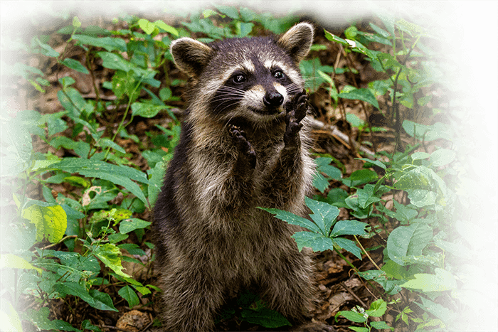 raccoon