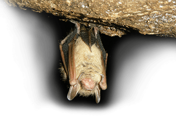 Tricolored Bat